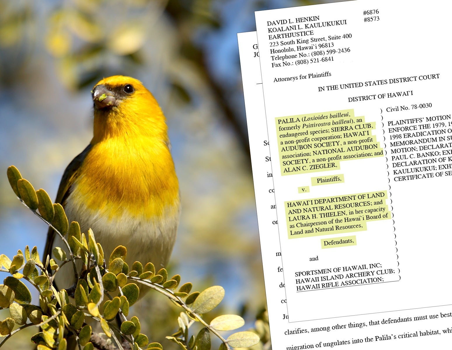 Una palila (Loxioides bailleui), un ave de cabeza amarilla de la familia de los mieleros, se posa en una rama en las laderas de Mauna Kea en Hawai'i.