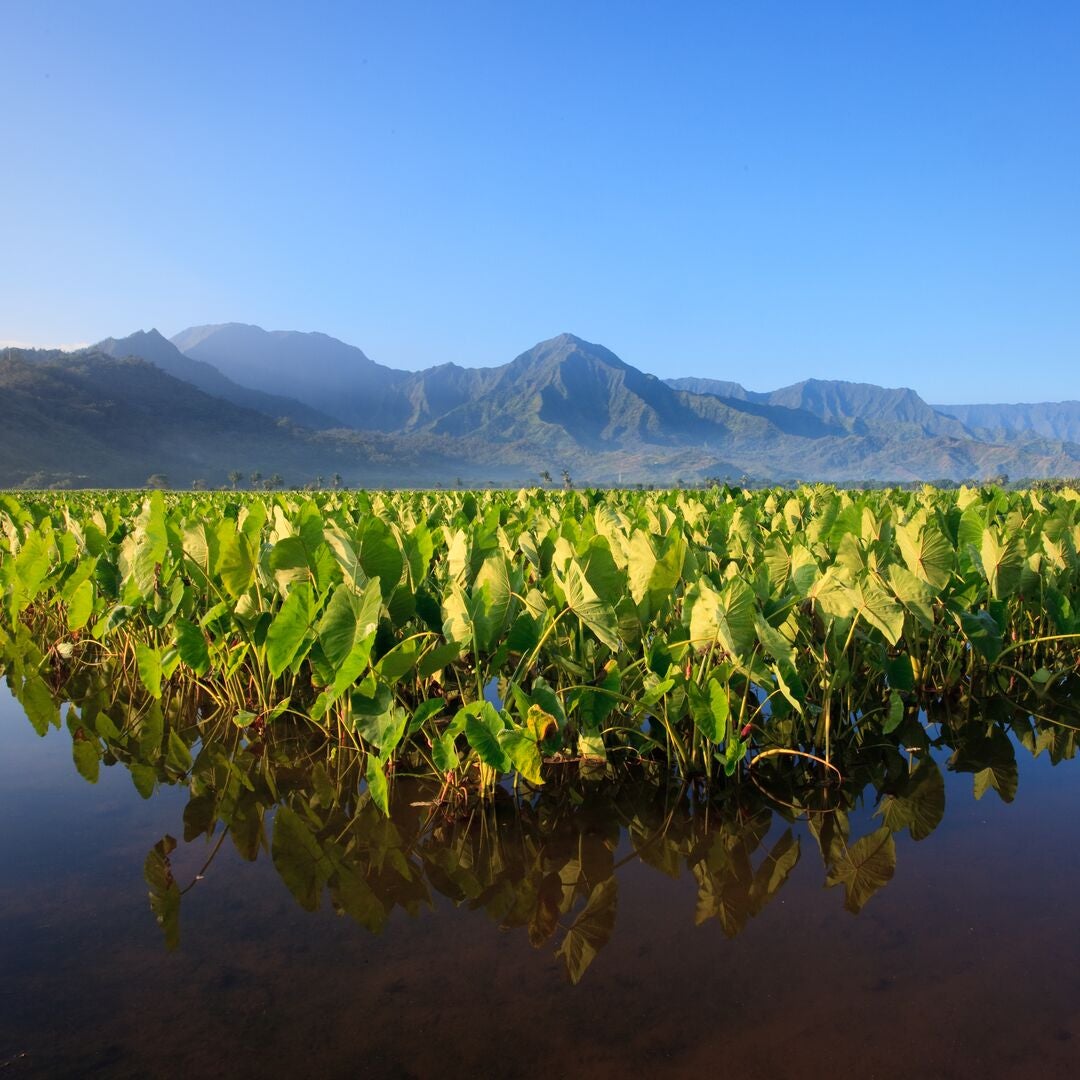 kalo_steve-heap_shutterstock_45679912_square A field of taro. Mountains in the background. Water in the foreground.