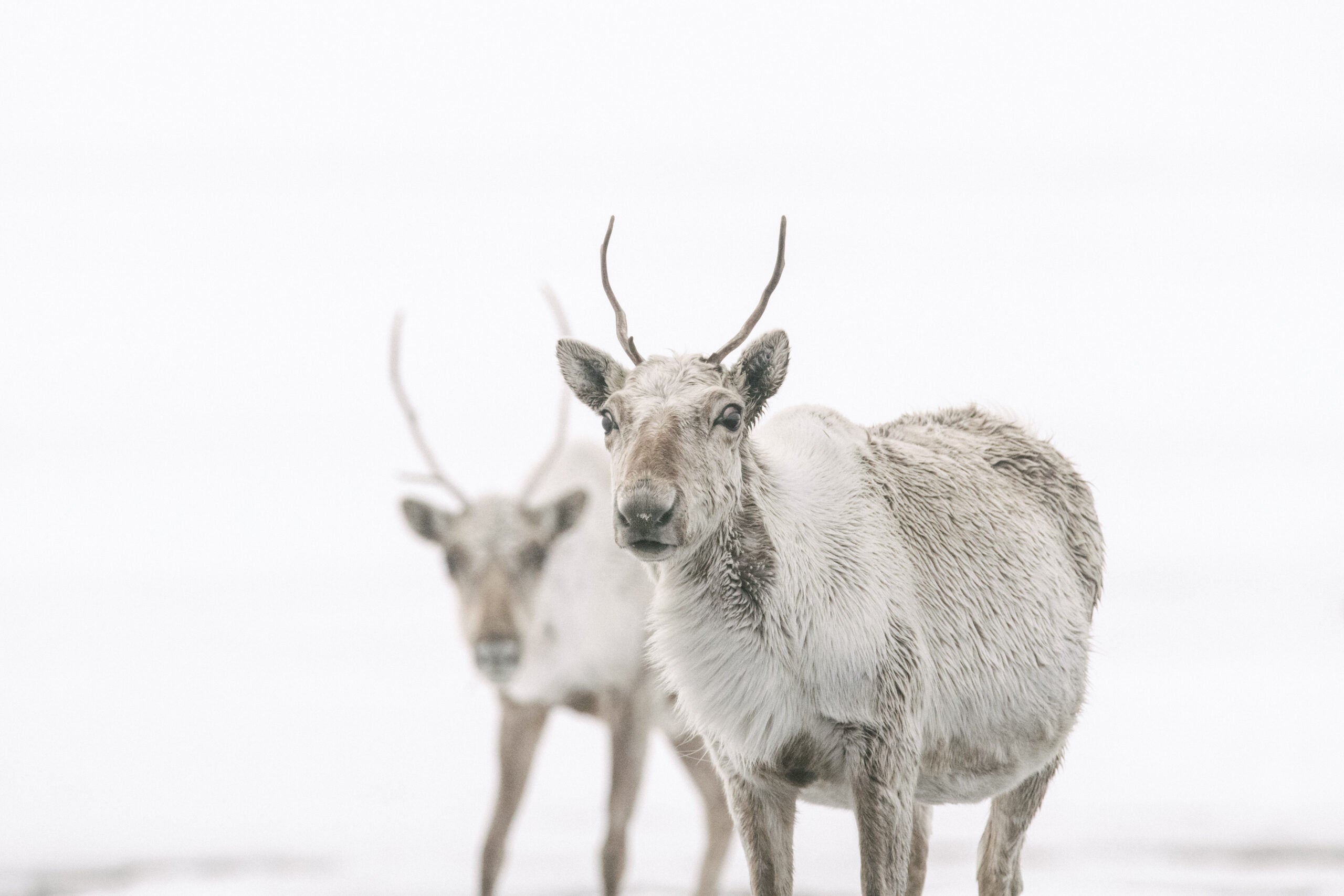 Photo of Caribou in the Western Arctic with a white background and a snowy ground.