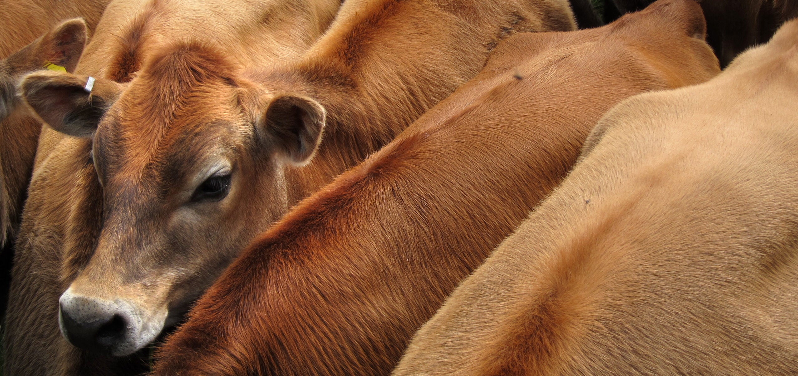 Cow's Face in a Herd of Cattle A single cow's head amongst several cattle.